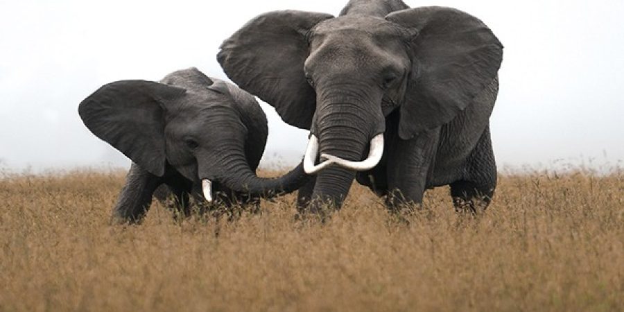 fiducia-garantia-elefante-copia