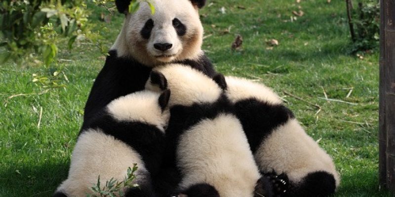 Chengdu Panda Bears Sichuan Province China