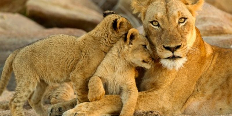 young cubs rub up against mom